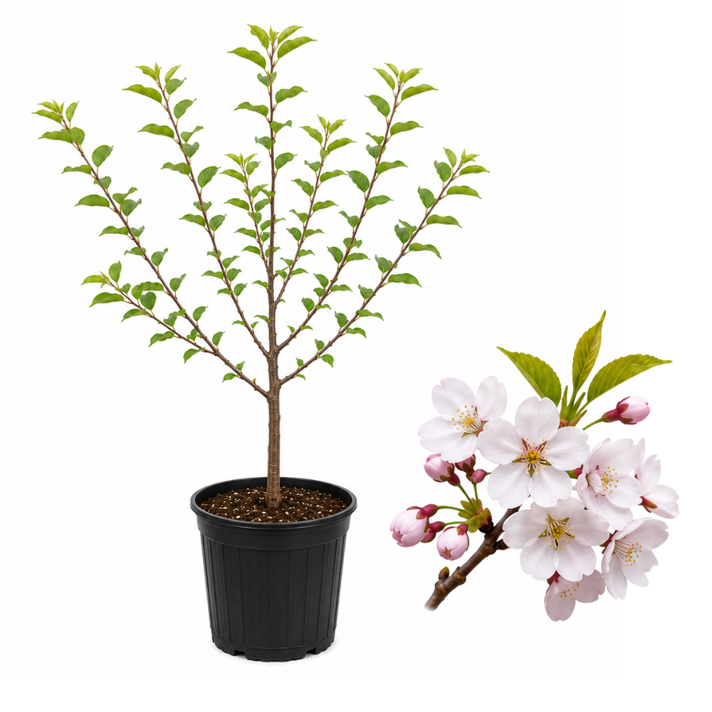 No Ship to CA, HI, AK, Yoshino Cherry Tree Live Plant in 3 Gallon Pot, 3 Ft Tall Cherry Blossom Tree Live, Beautiful White-Pink Spring Blooms for Gardens & Landscaping