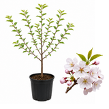 Yoshino Cherry Tree Live Plant in 3 Gallon Pot, 3 Ft Tall Cherry Blossom Tree Live, Beautiful White-Pink Spring Blooms for Gardens & Landscaping (No Ship to CA, HI, AK)