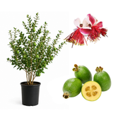 Pineapple Guava Tree Live Plant in 3 Gallon Pot, Easy Care, Well Rooted, Edible Fruit Tree, Ideal for Yard, Patio & Outdoor Spaces (No Ship to CA, HI, AK)