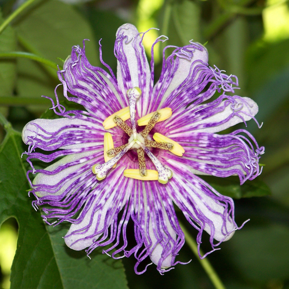 Purple Passion Flower Vine Plant | Live Passiflora Starter Plant | 4 to 8 Inch Tall | Well-Rooted for Home & Garden