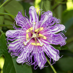 Purple Passion Flower Vine Plant | Live Passiflora Starter Plant | 4 to 8 Inch Tall | Well-Rooted for Home & Garden
