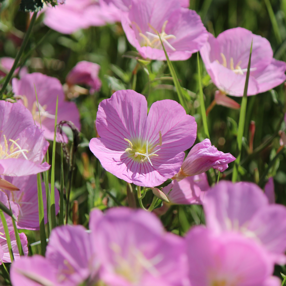 1000 Showy Evening Primrose Seeds, Heirloom, Hardy Drought Tolerant, Native Wildflower Seed, High-Yielding Flowering Ground Cover for Outdoor Planting