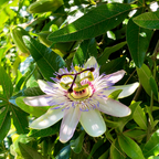 Purple Passion Flower Vine Plant | Live Passiflora Starter Plant | 4 to 8 Inch Tall | Well-Rooted for Home & Garden