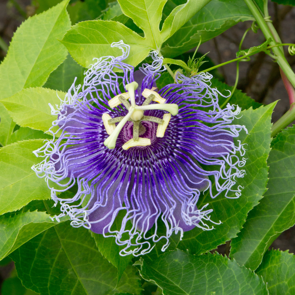 2 Count Purple Passion Flower Vine Live Plant | Maypop Plant | Passiflora Incarnata Live Plant | 4 to 8 Inch Tall | Well-Rooted for Home & Garden