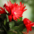 Christmas Thanksgiving Cactus Live Plant in 4" Inch Pot | Beautiful Christmas Cactus Plants | Easy-Care Indoor Houseplant | Perfect Holiday Gift for Plant Lovers