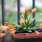 Christmas Thanksgiving Cactus Live Plant in 4" Inch Pot | Beautiful Christmas Cactus Plants | Easy-Care Indoor Houseplant | Perfect Holiday Gift for Plant Lovers
