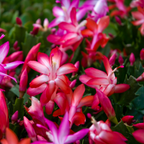 Christmas Thanksgiving Cactus Live Plant in 4" Inch Pot | Beautiful Christmas Cactus Plants | Easy-Care Indoor Houseplant | Perfect Holiday Gift for Plant Lovers