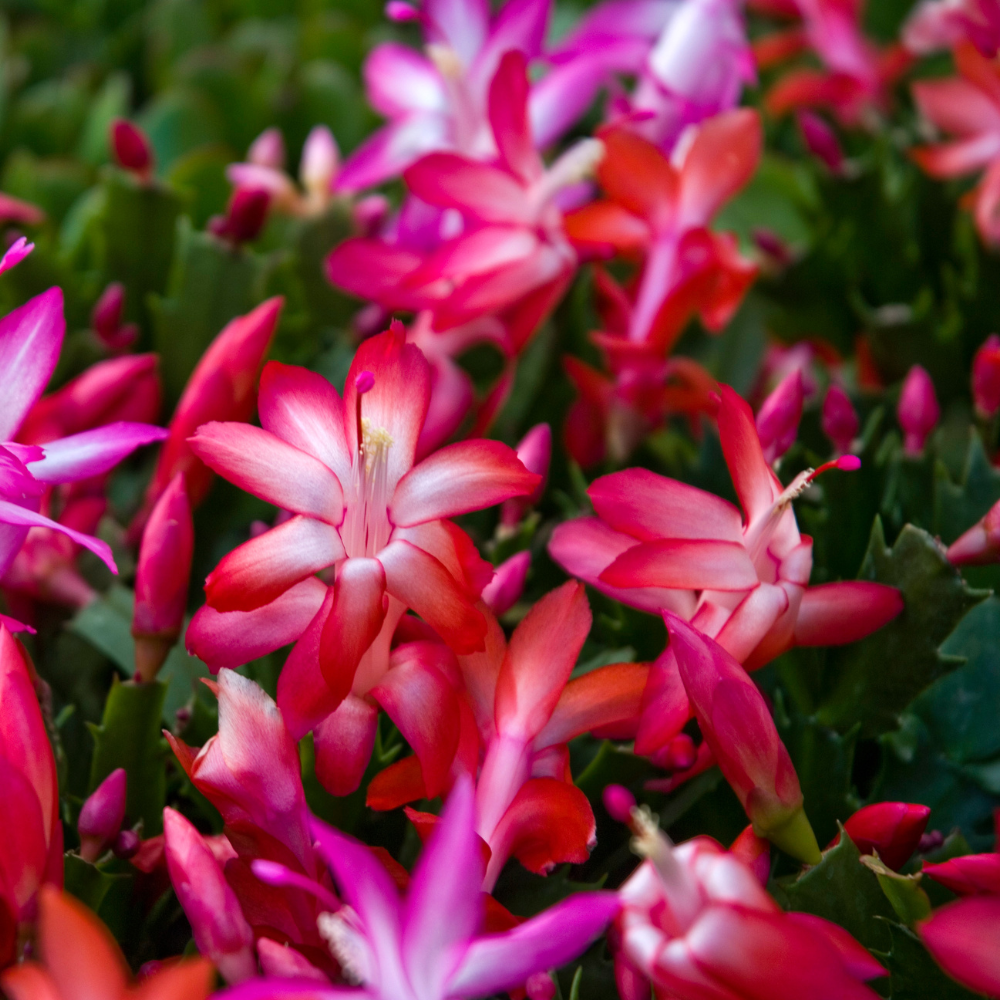 Christmas Thanksgiving Cactus Live Plant in 4" Inch Pot | Beautiful Christmas Cactus Plants | Easy-Care Indoor Houseplant | Perfect Holiday Gift for Plant Lovers