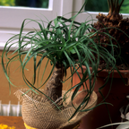 Ponytail Palm Live Plant Indoor in 4” Inch Pot | Easy-Care House Plants Live | Decorative Indoor Tree for Homes, Desks & Modern Spaces