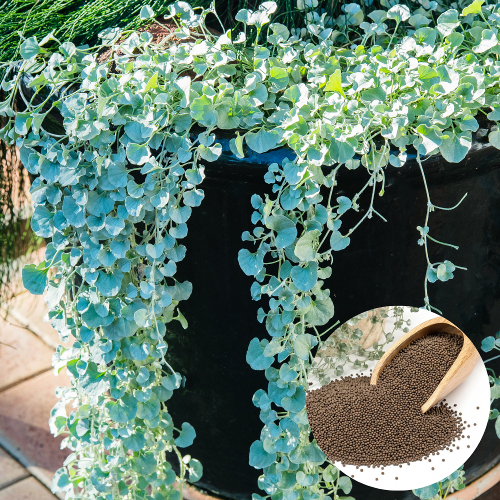 Silver Falls Dichondra Seeds, 30 Pcs, Non GMO, Easy Care Trailing Ornamental Plant Seeds, Ideal for Gardens & Hanging Baskets