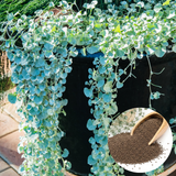Silver Falls Dichondra Seeds, 30 Pcs, Non GMO, Easy Care Trailing Ornamental Plant Seeds, Ideal for Gardens & Hanging Baskets