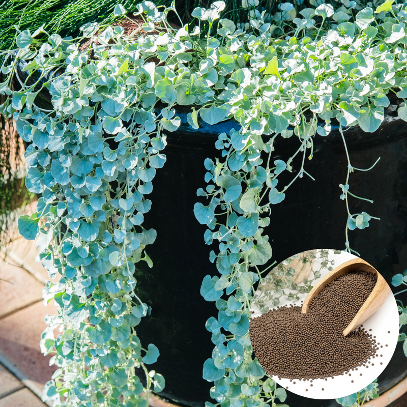 Silver Falls Dichondra Seeds, 30 Pcs, Non GMO, Easy Care Trailing Ornamental Plant Seeds, Ideal for Gardens & Hanging Baskets