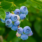 2-Pack Huckleberry Plant, Bare Root Seedlings, 3-4" Rooted Cuttings, Cold-Hardy Native Deciduous Shrub, Well-Rooted Small Starter Plants for Home Garden
