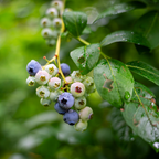 Emerald Blueberry Plant in 4-Inch Deep Pot | Southern Highbush Live Fruit Tree | High-Yielding Edible Shrub for Home Garden
