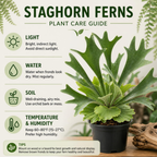 2 Staghorn Ferns Live Plants, Live Fern Plants Indoor in 4 Inch Pot, Unique Fern for Wall Mounting, Shelves and Indoor Decor