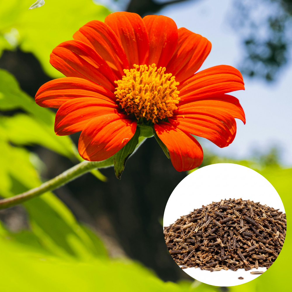 Tithonia rotundifolia Mexican Sunflower Seeds, 150 Pcs, Non-GMO Flower Seeds, Fast Growing, Vibrant Orange-Red Flowers for Outdoor Spaces