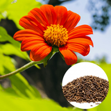 Tithonia rotundifolia Mexican Sunflower Seeds, 150 Pcs, Non-GMO Flower Seeds, Fast Growing, Vibrant Orange-Red Flowers for Outdoor Spaces