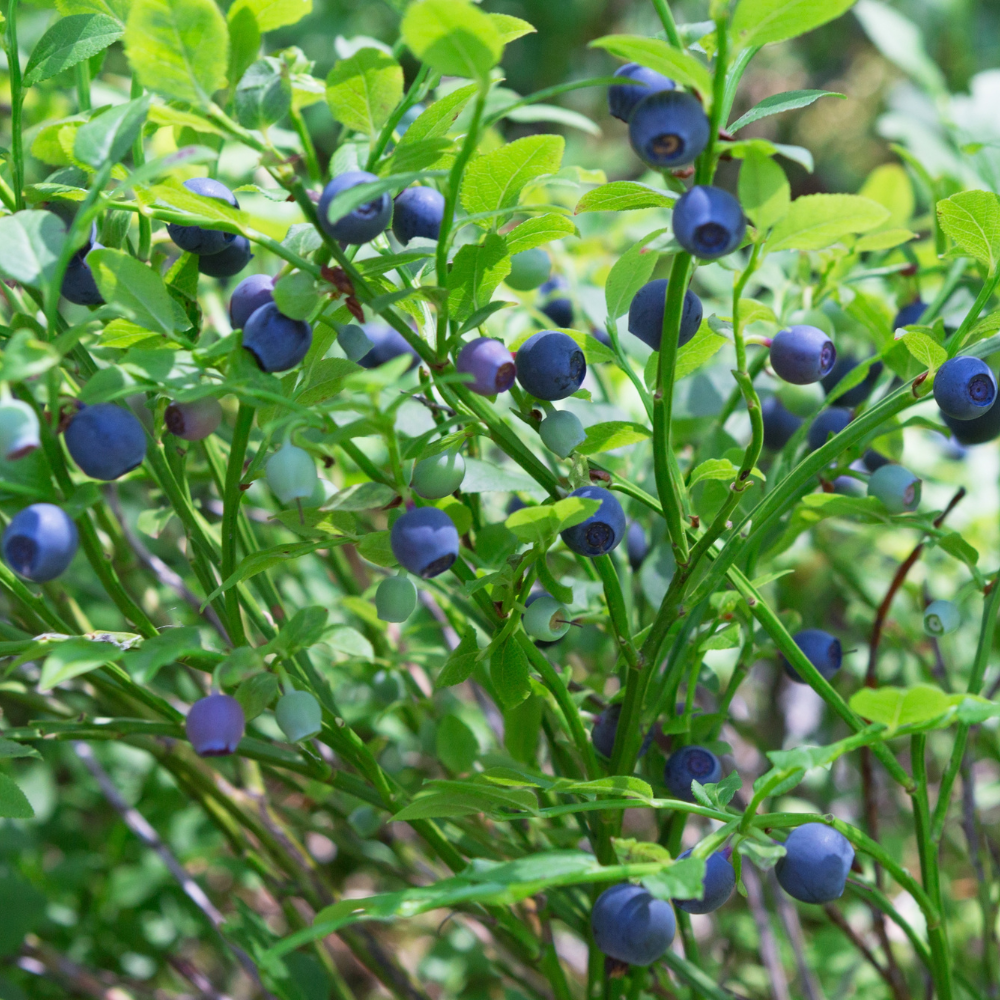 Emerald Blueberry Plant Live for Planting | 4-Inch Deep Pot | Low-Chill Southern Highbush Shrub | Low Maintenance Deciduous Fruit Tree for Outdoor Gardens