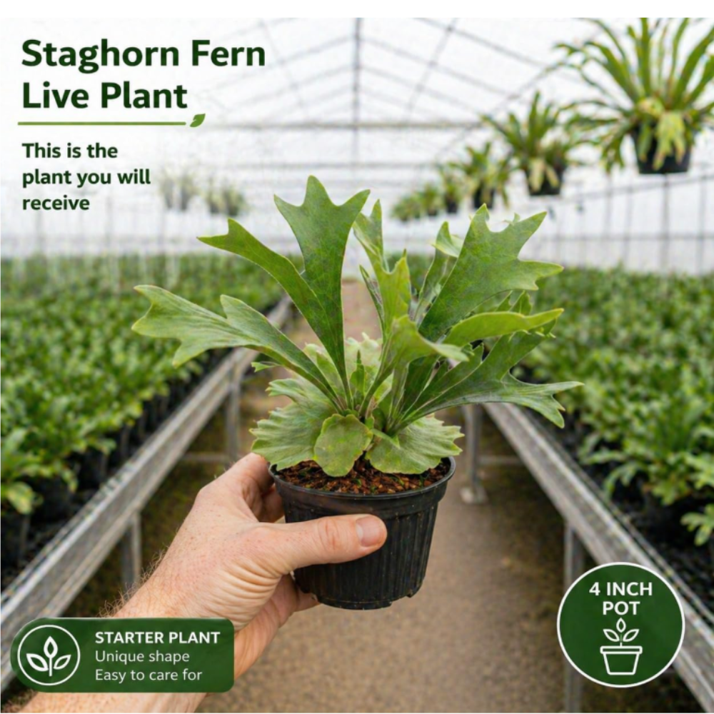 2 Staghorn Ferns Live Plants, Live Fern Plants Indoor in 4 Inch Pot, Unique Fern for Wall Mounting, Shelves and Indoor Decor