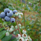 Emerald Blueberry Bush Live Plant - 4" Deep Pot | Cold-Hardy Southern Highbush Variety | Well-Rooted Fruit Plant for Edible Landscapes and Patios