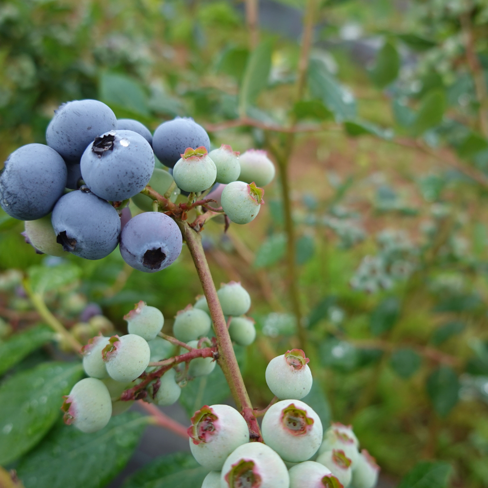 Emerald Blueberry Bush Live Plant - 4" Deep Pot | Cold-Hardy Southern Highbush Variety | Well-Rooted Fruit Plant for Edible Landscapes and Patios