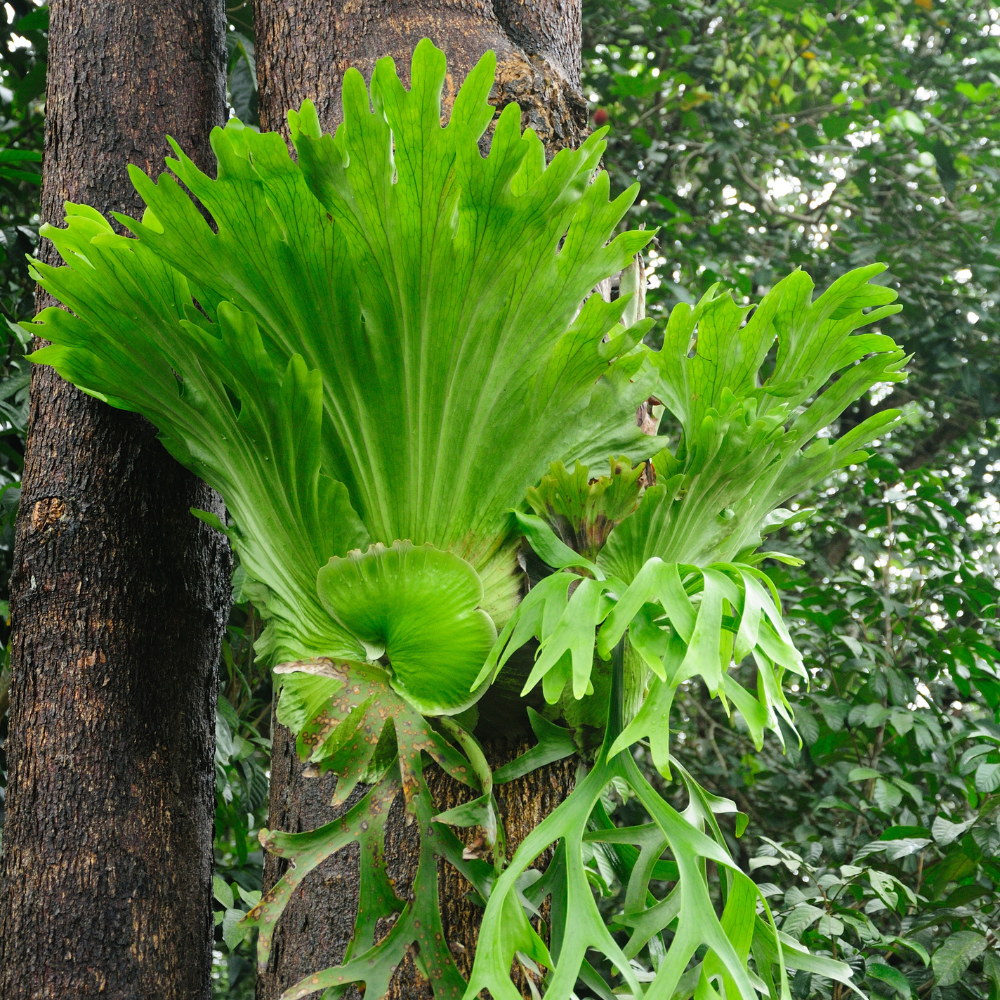 2 Staghorn Ferns Live Plants, Live Fern Plants Indoor in 4 Inch Pot, Unique Fern for Wall Mounting, Shelves and Indoor Decor