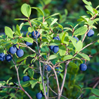 2-Pack Huckleberry Plant, Bare Root Seedlings, 3-4" Rooted Cuttings, Cold-Hardy Native Deciduous Shrub, Well-Rooted Small Starter Plants for Home Garden