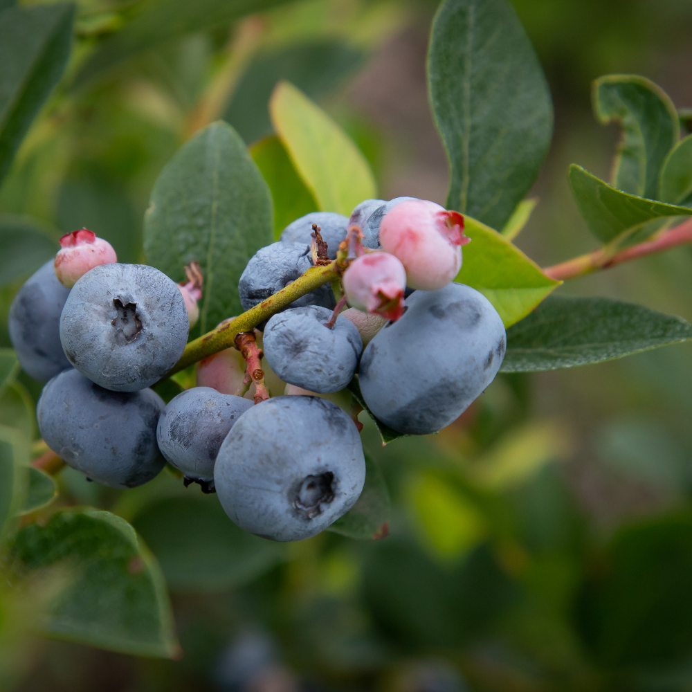 2-Pack Huckleberry Plant, Bare Root Seedlings, 3-4" Rooted Cuttings, Cold-Hardy Native Deciduous Shrub, Well-Rooted Small Starter Plants for Home Garden