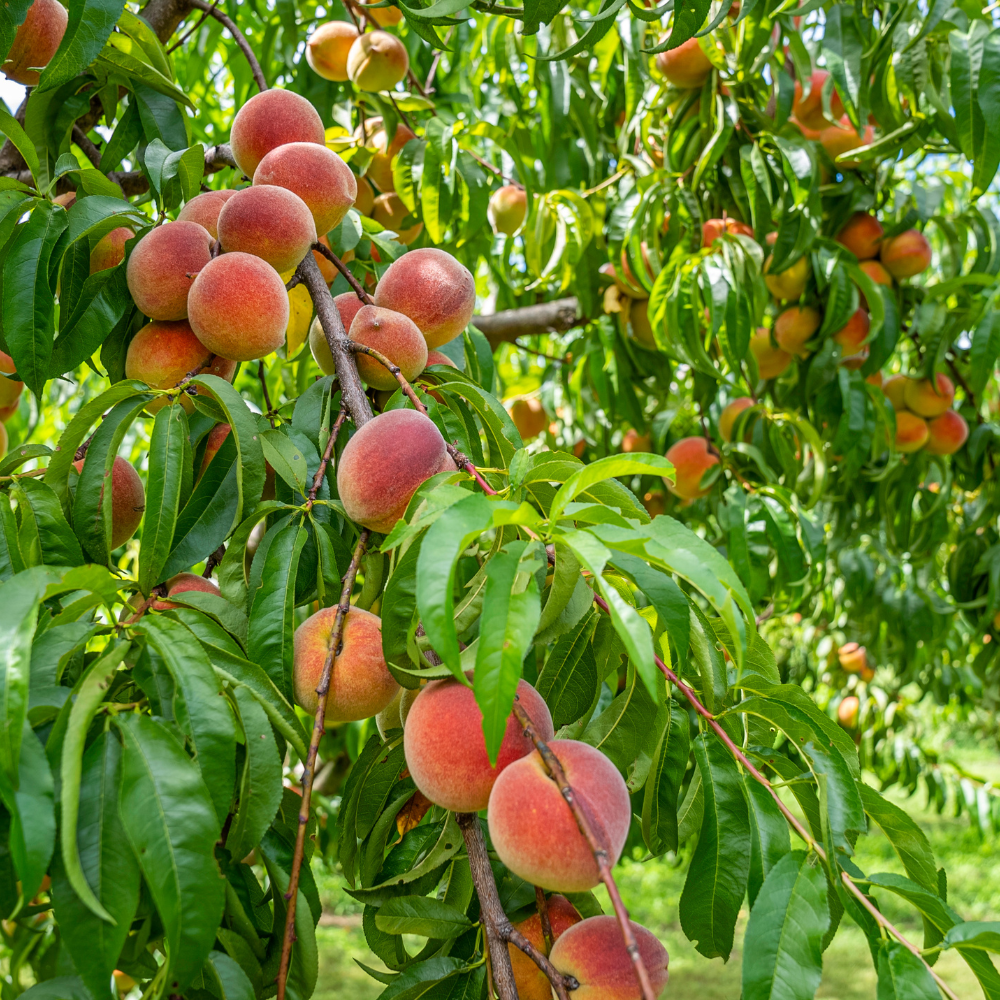 (No Ship to CA,HI,AK) Flordaking Peach Tree Live Plant in 3 Gallon Pot, High Yield, Fast Growing, Sweet Juicy Peach Fruit Tree for Garden, Patio & Outdoor Planting