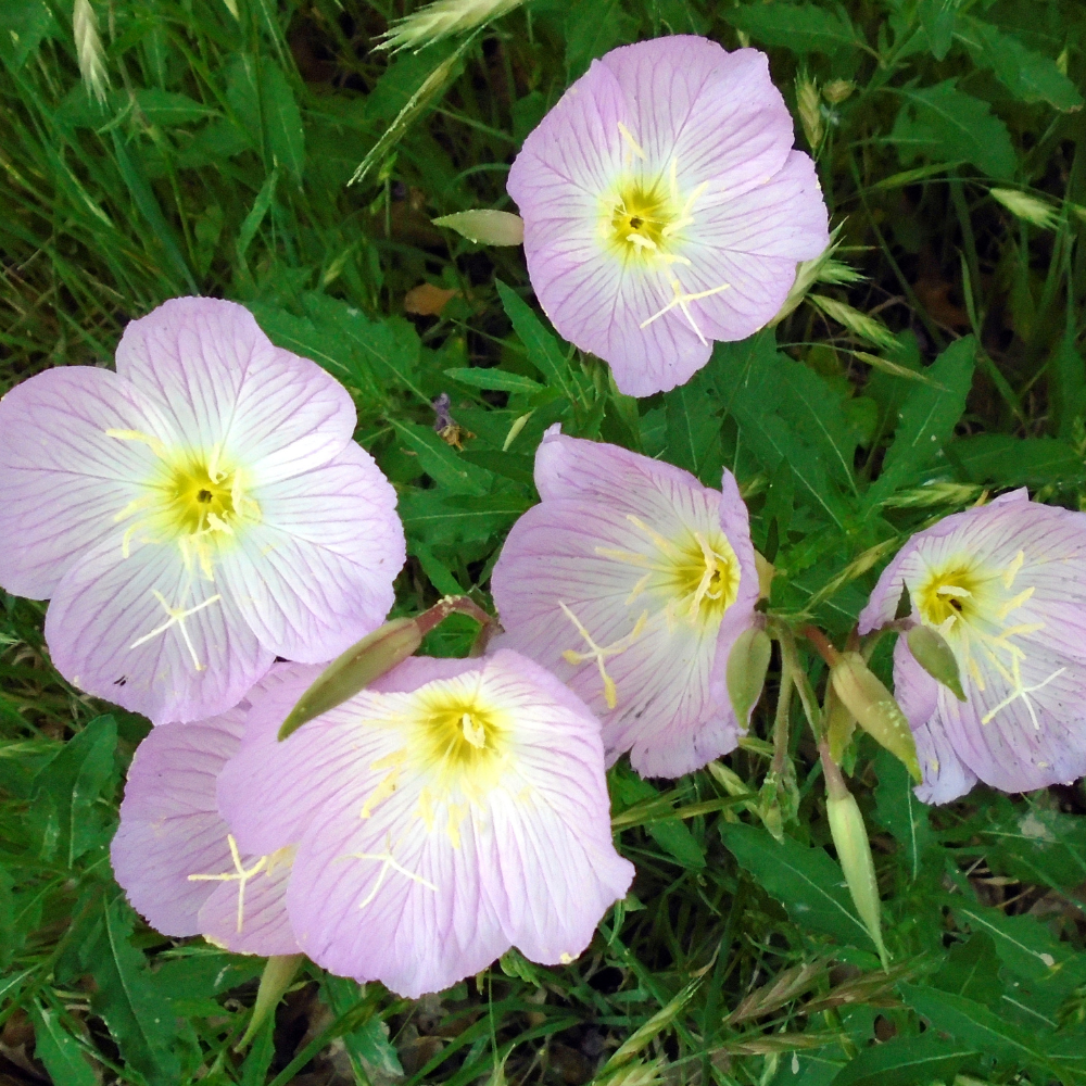 1000 Showy Evening Primrose Seeds, Heirloom, Hardy Drought Tolerant, Native Wildflower Seed, High-Yielding Flowering Ground Cover for Outdoor Planting