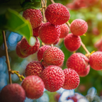 No Ship to CA, HI, AK | Sweetheart Lychee Tree Plant | 3 Gallon Pot | 3 Foot Tall Live Tropical Fruit Plant | Low Maintenance Everbearing Fruit Tree