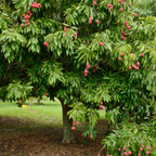 (No Ship to CA, HI, AK) Korean Giant Asian Pear Tree Live Plant in 3 Gallon Pot | 30-36 Inches Tall | Sweet Juicy Fruit for Cooking Juicing & Home Gardening