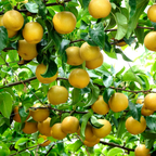 (No Ship to CA, HI, AK) Live Korean Giant Asian Pear Tree Plant | 3 Gallon Pot | 30-36 Inches Tall Fruit Tree | Cold-Hardy Variety | Well-Rooted Plant