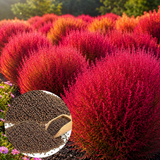 30 Pcs Burning Bush Summer Cypress Seeds, Heirloom, Non-GMO, Decorative Ornamental Grass Shrub for Yard, Gardens & Outdoor Spaces