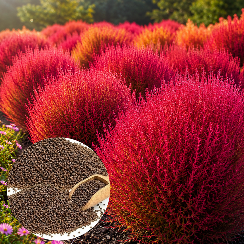 30 Pcs Burning Bush Summer Cypress Seeds, Heirloom, Non-GMO, Decorative Ornamental Grass Shrub for Yard, Gardens & Outdoor Spaces
