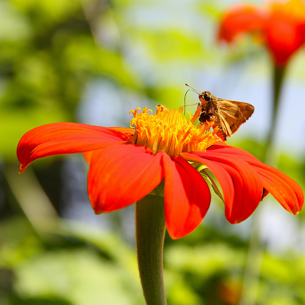 Tithonia rotundifolia Mexican Sunflower Seeds, 150 Pcs, Non-GMO Flower Seeds, Fast Growing, Vibrant Orange-Red Flowers for Outdoor Spaces