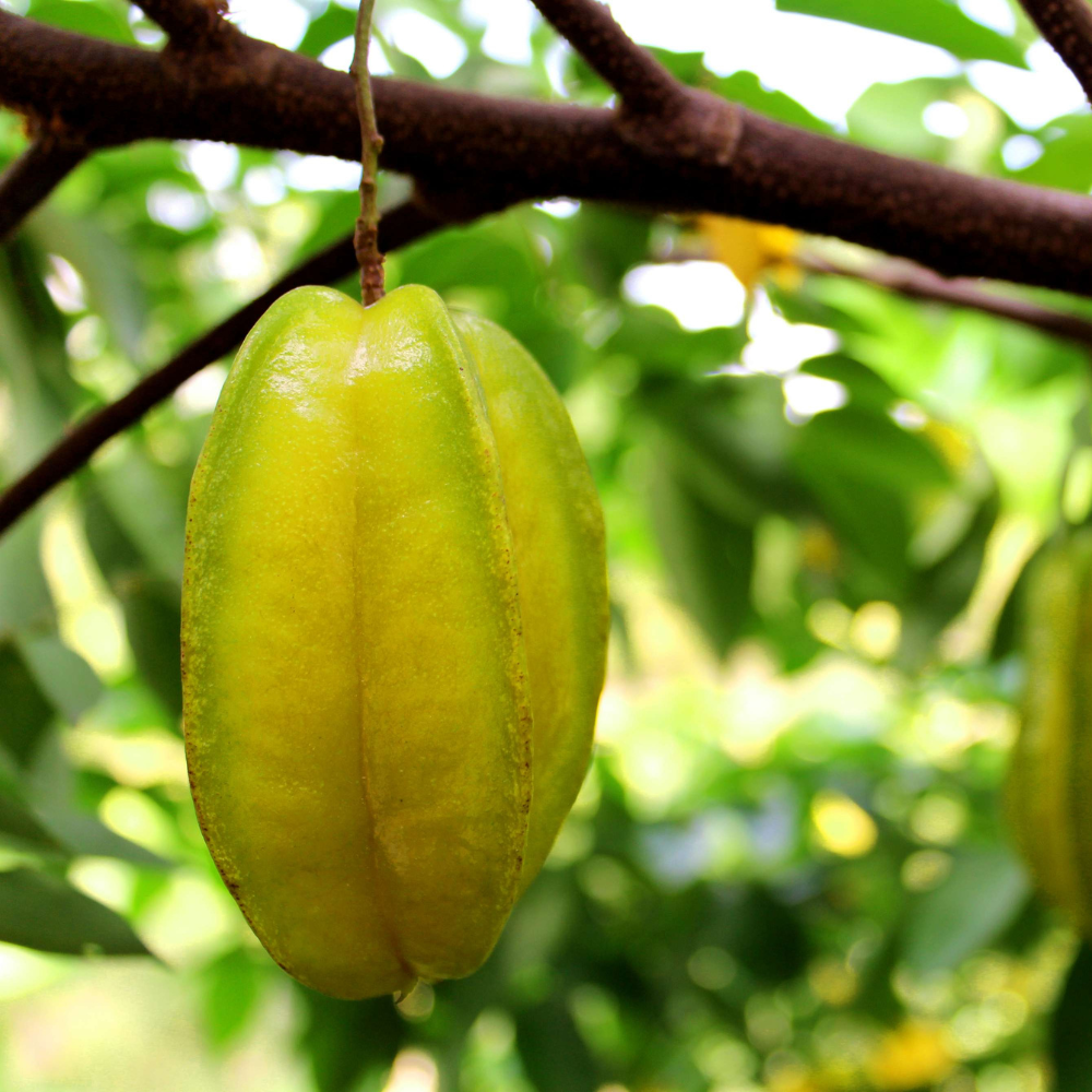 (No Ship to CA,HI,AK) Live Star Fruit Tree - 3 Gallon Pot | 30-36 Inches Tall | Self-Pollinating Fruit Tree | Well-Rooted Plant