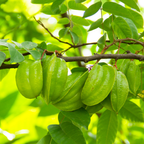 (No Ship to CA,HI,AK) Live Star Fruit Tree - 3 Gallon Pot | 30-36 Inches Tall | Self-Pollinating Fruit Tree | Well-Rooted Plant