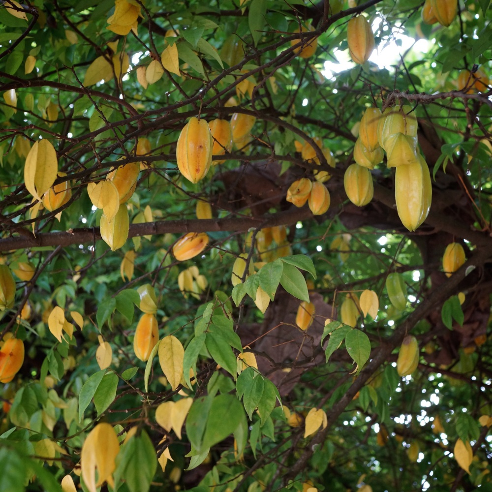 (No Ship to CA,HI,AK) Live Star Fruit Tree - 3 Gallon Pot | 30-36 Inches Tall | Self-Pollinating Fruit Tree | Well-Rooted Plant
