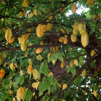 (No Ship to CA,HI,AK) Live Star Fruit Tree - 3 Gallon Pot | 30-36 Inches Tall | Self-Pollinating Fruit Tree | Well-Rooted Plant