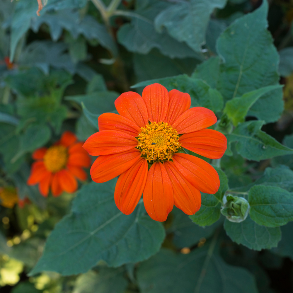 Tithonia rotundifolia Mexican Sunflower Seeds, 150 Pcs, Non-GMO Flower Seeds, Fast Growing, Vibrant Orange-Red Flowers for Outdoor Spaces