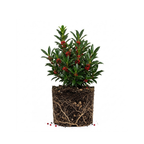 Needlepoint Holly Tree Live Plant, Small Size, Easy Care, Dense Evergreen Foliage, Hardy Privacy Hedge Plant for Backyard and Gardens