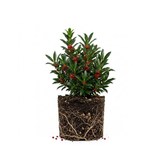 Needlepoint Holly Tree Live Plant, Small Size, Easy Care, Dense Evergreen Foliage, Hardy Privacy Hedge Plant for Backyard and Gardens