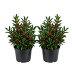 2 Needlepoint Holly Bush Small Size, Hardy Holly Tree, Fast Growing, Dense Evergreen Foliage with Vibrant Red Berries, Ideal for Privacy Hedge & Gardens