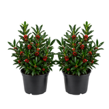 2 Needlepoint Holly Bush Small Size, Hardy Holly Tree, Fast Growing, Dense Evergreen Foliage with Vibrant Red Berries, Ideal for Privacy Hedge & Gardens