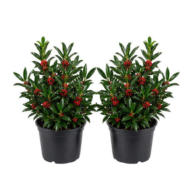 2 Needlepoint Holly Bush Small Size, Hardy Holly Tree, Fast Growing, Dense Evergreen Foliage with Vibrant Red Berries, Ideal for Privacy Hedge & Gardens