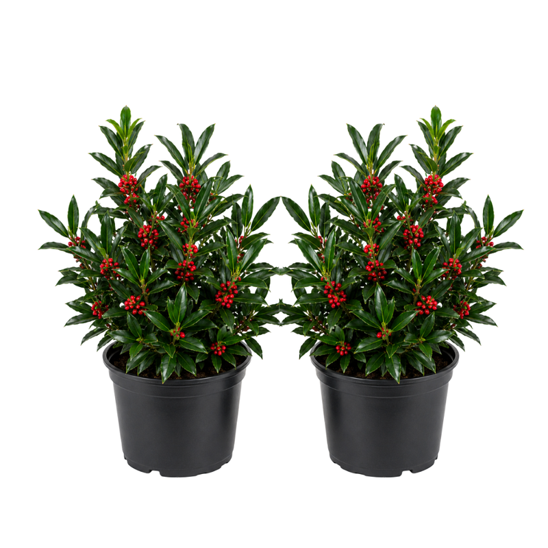 2 Needlepoint Holly Bush Small Size, Hardy Holly Tree, Fast Growing, Dense Evergreen Foliage with Vibrant Red Berries, Ideal for Privacy Hedge & Gardens