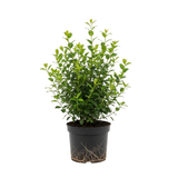 Small Size Dwarf Holly Bush Plant, Easy Care Holly Tree, Drought Tolerant, Dense Glossy Green Foliage for Backyard Gardens and Pathways