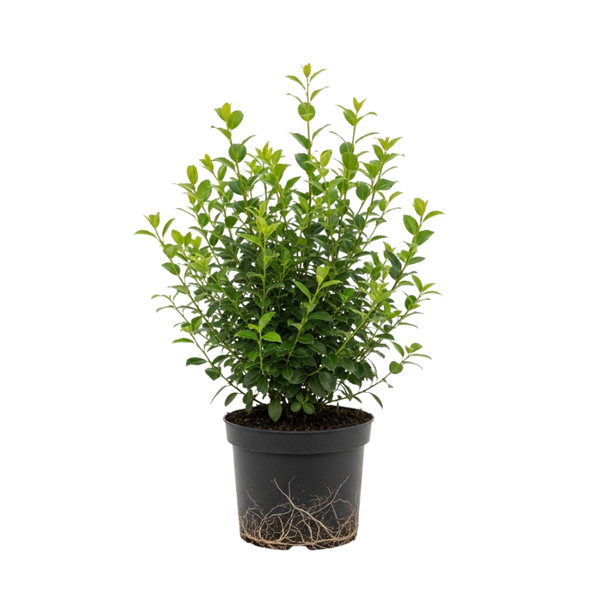Small Size Dwarf Holly Bush Plant, Easy Care Holly Tree, Drought Tolerant, Dense Glossy Green Foliage for Backyard Gardens and Pathways