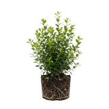 Dwarf Holly Tree Live Plant, Small Size, Low Maintenance Hedge, Compact Evergreen Bush, Perfect for Patio, Containers & Gardens